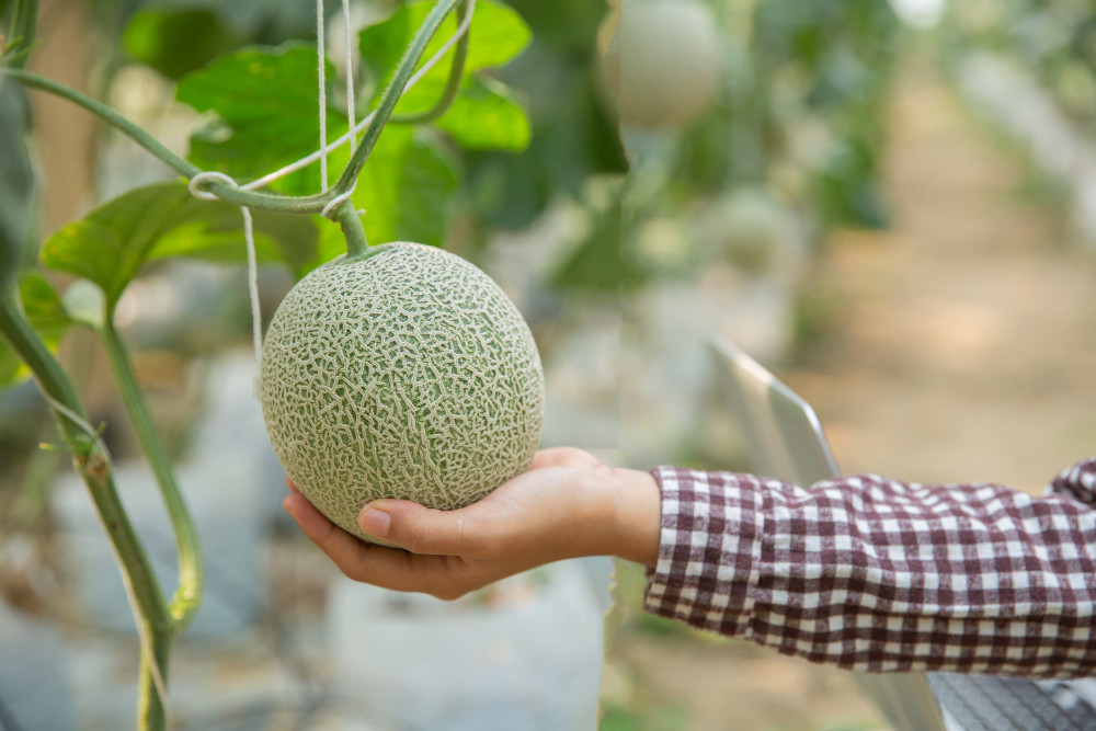 Mengenal Nutrisi dan Manfaat buah Melon bagi Kesehatan