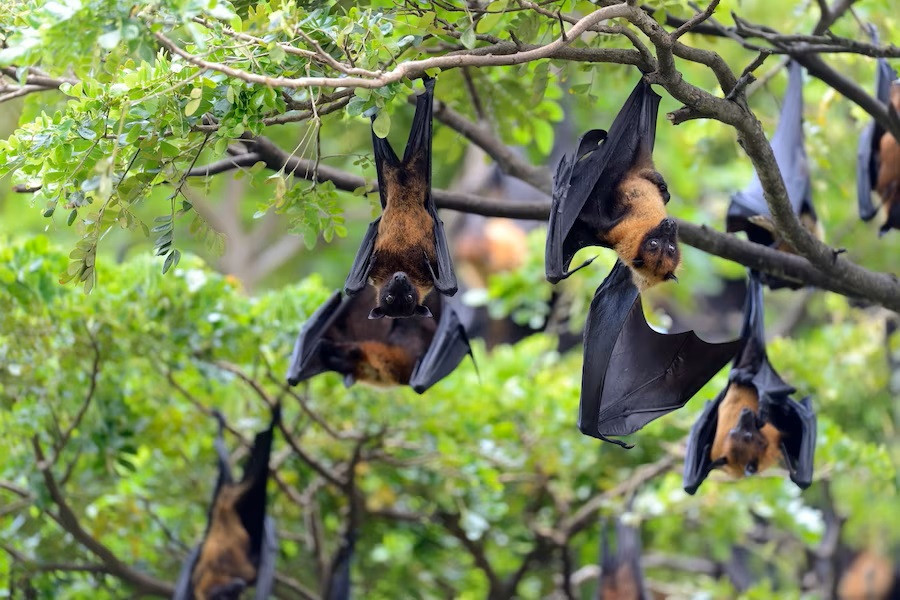 Waspada Risiko Virus Nipah, Begini Cara Penularannya