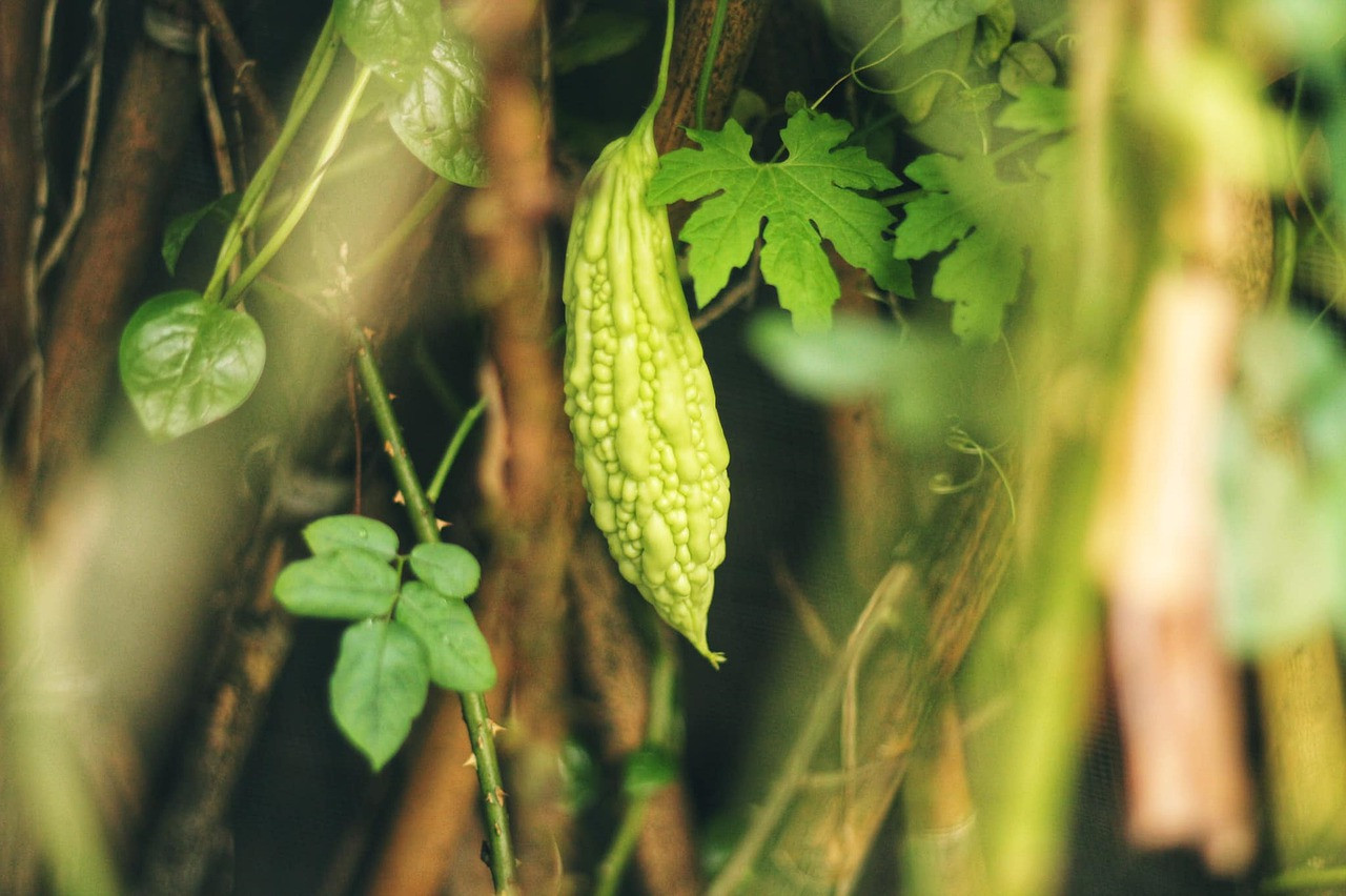 Ini Dia Khasiat Kesehatan Pare yang Terkenal Pahit